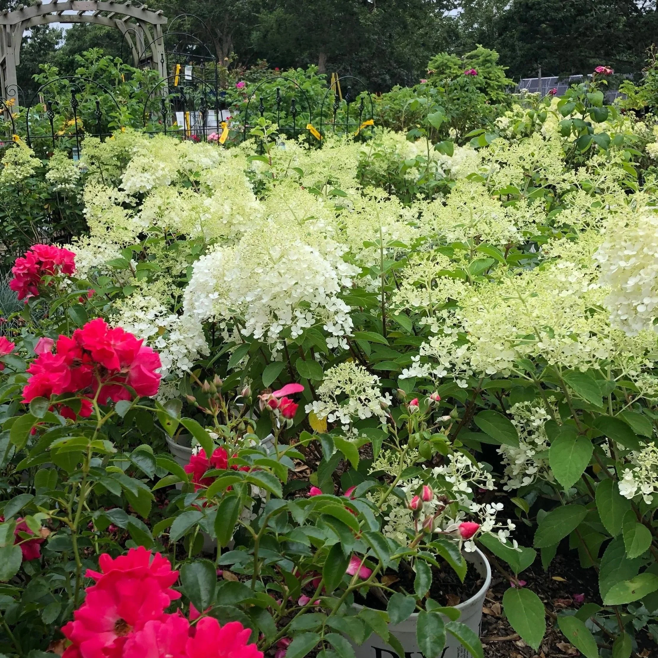 HYDRANGEA — Vineyard Gardens